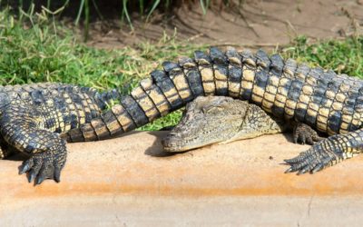 Crocodile Farm