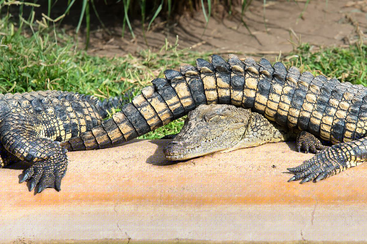 Crocodile Farm