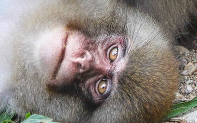 Les singes de Jigokudani
