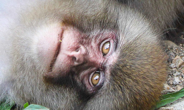Les singes de Jigokudani