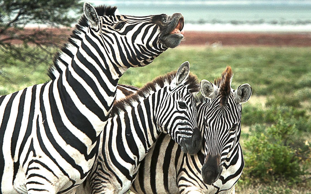 Etosha National Park