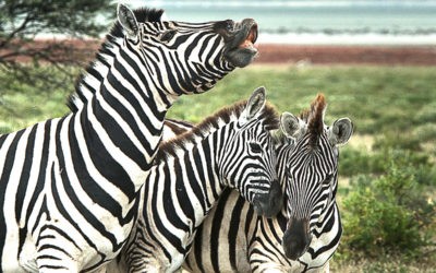 Etosha National Park