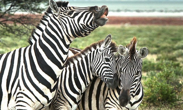 Etosha National Park