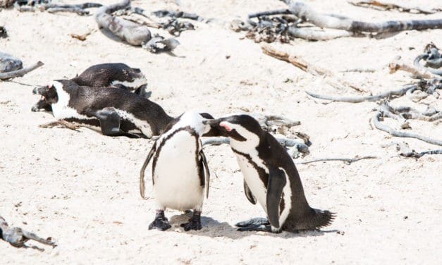 Boulders’ Beach