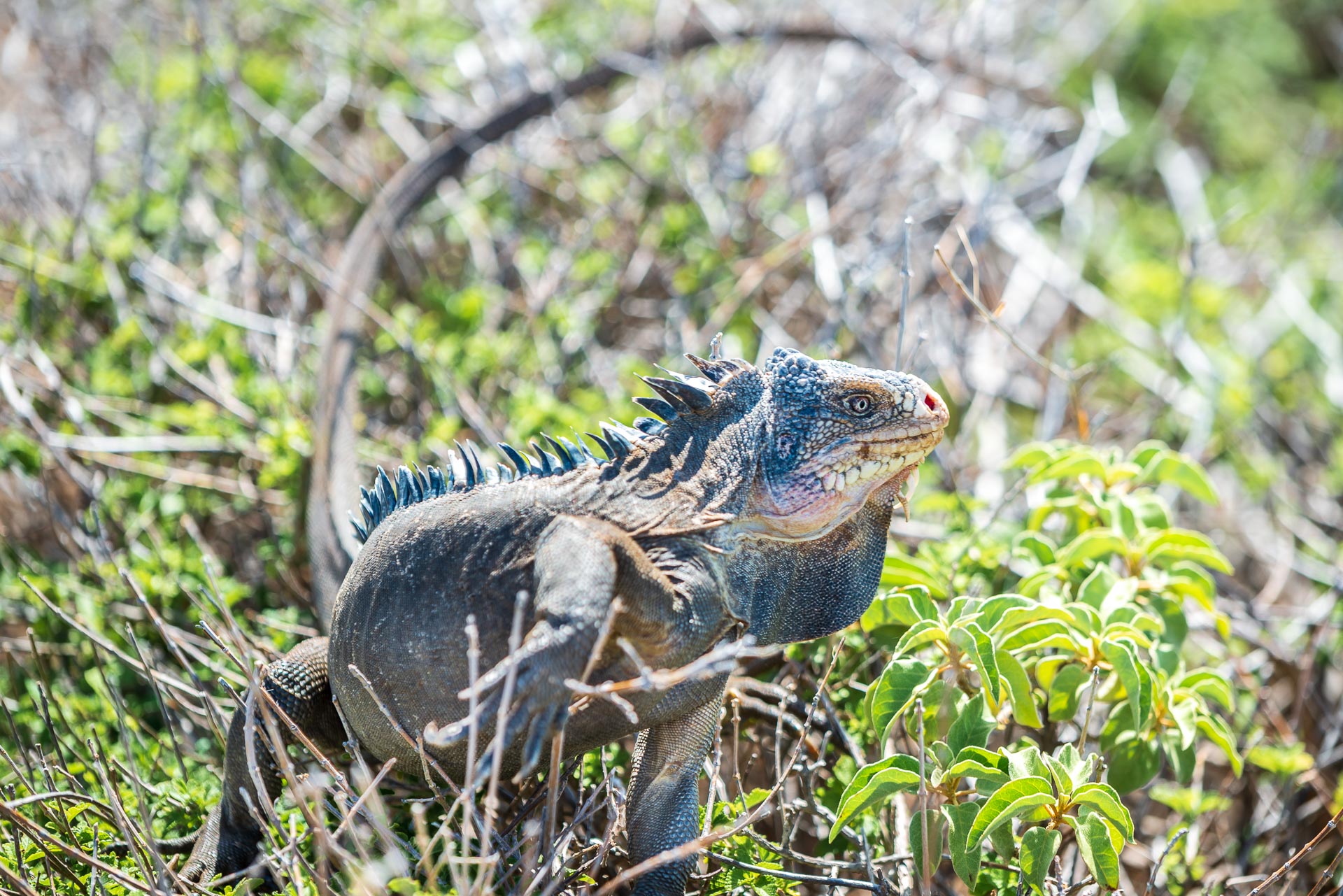 Iguane de Petite-Terre