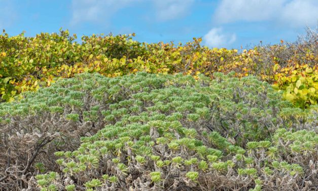 La réserve de Petite-Terre