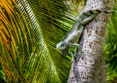L'iguane commun à rencontrer partout