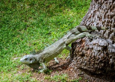 L'iguane commun à rencontrer partout
