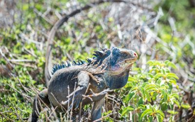 Les iguanes, bonjour bébé !