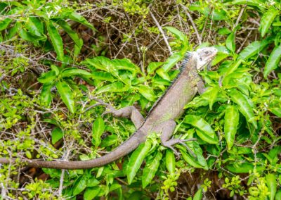 Les iguanes de Petite-terre