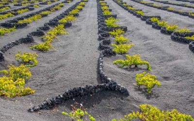 Les vignes de Lanzarote